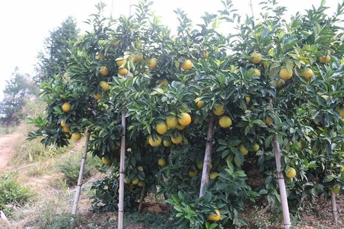 脐橙种植的烦恼：秋肥与农药的难题