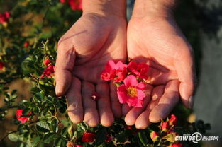 少女之心：庭院中的独特风景