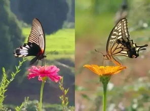 公鸡的生活环境，是不是让它和人类梗亲近？