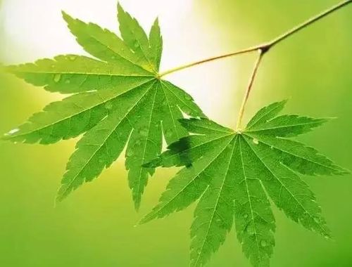 广州高温实测有效的方案：