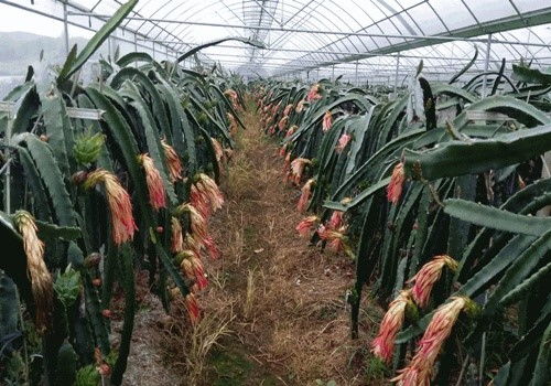 大棚火龙果种植技术及管理中，如何有效防治病虫害