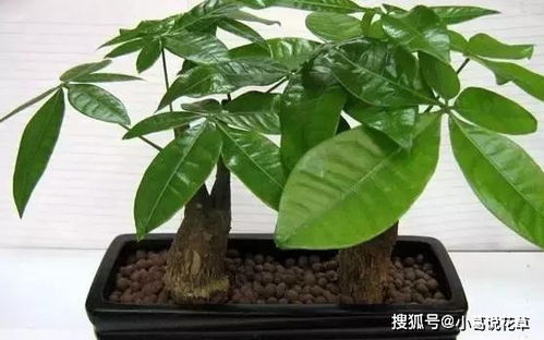 花草的施肥讲究