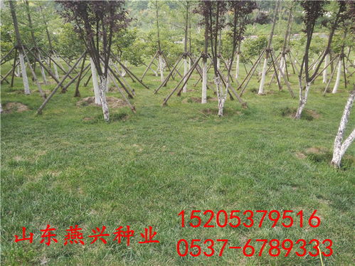 高速公路护坡草种选择与植被建植方法：保证草种适宜，植被成活率高的秘密！