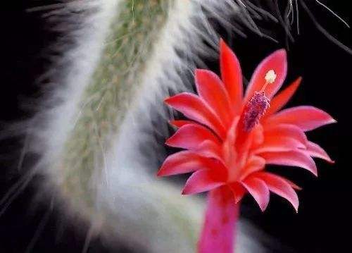 猴尾柱花期在春末夏初，科学养护助花开