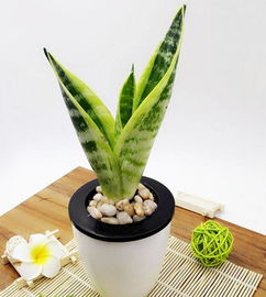芦荟：夜间氧气释放者