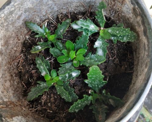 基质含氧量：你们的小脚丫需要呼吸！