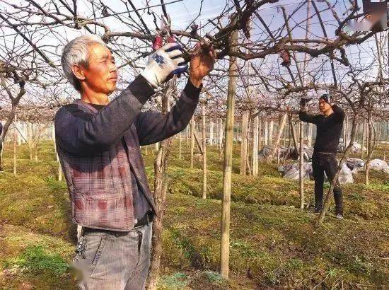 三年葡萄树冬季修剪时如何根据生长情况合理运用修剪技巧