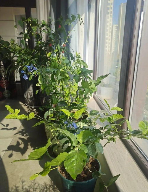 幸福树根系发达，为什么枝繁叶茂