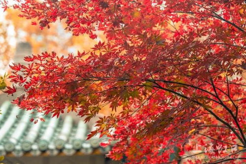 红枫：热烈爱情，秋日浪漫之花