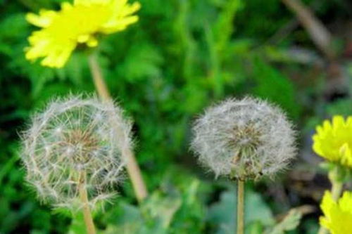 蒲公英种植土壤要求是什么？哪种土质长得更好