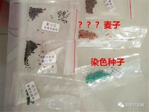 购买雪松种子，小心这些地方容易买到假货！