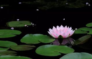 水中的仙子——睡莲