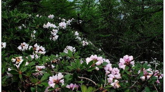 个人见解， 用心呵护花儿