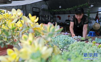 如何按照正确步骤种植多肉植物，确保其健康生长