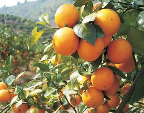 黄金配比公式， 氟环唑使用有技巧