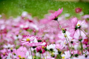 花海深处，告白花语，遇见你的浪漫！