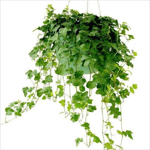 草本植物中，哪些品种属于自然界的绿色宝藏