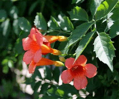 种子泡水？那可不是闹着玩的！