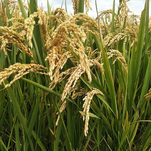 稻谷种植新理念：生态富硒不用化肥农药， 产量品质双保证