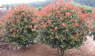 红叶石楠，园林里的红宝石