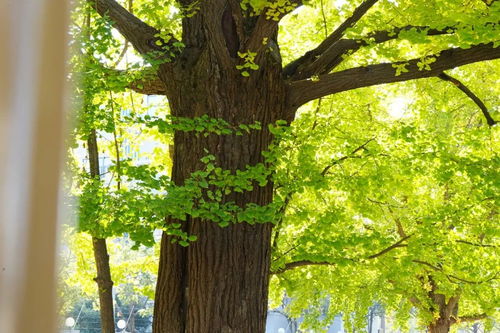 银杏树养护， 你需要注意这些细节