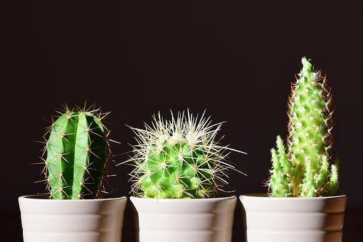 仙人掌有啥特点？这几点让你一眼认出它