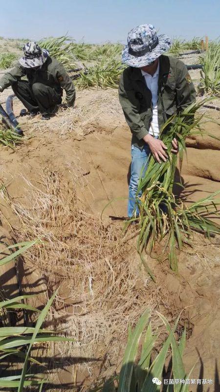 咋种才嫩种得好呢？