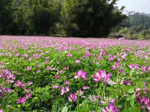 有机肥的腐熟和分类