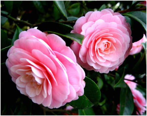 茶花， 那个美丽的花