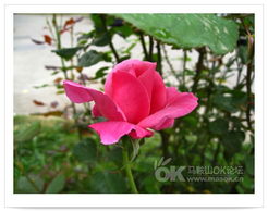 月季史话：宋代诗人杨万里与花中皇后的传说