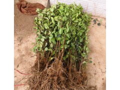 油茶移植的成活率之谜