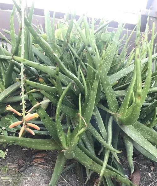 “芦荟种植，如何用普通土培育