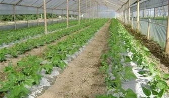 新手必避三大坑