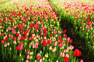 品种耐涝天梯榜