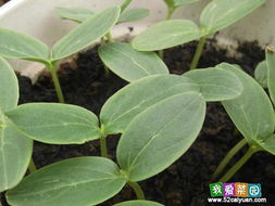 第一堪种子处理进度