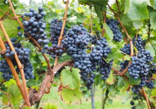 加强养护，防范为主