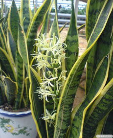 核心问题：哪些植物既耐低温又少打理？