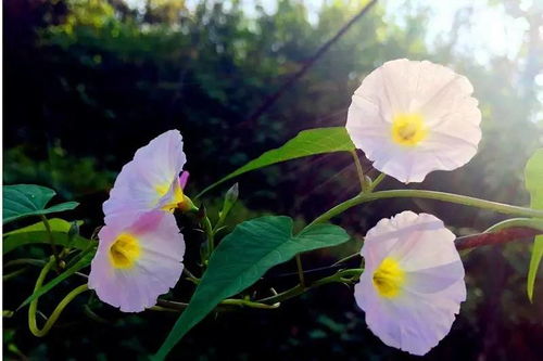 “小丽花美图，这些网站让你挑花眼