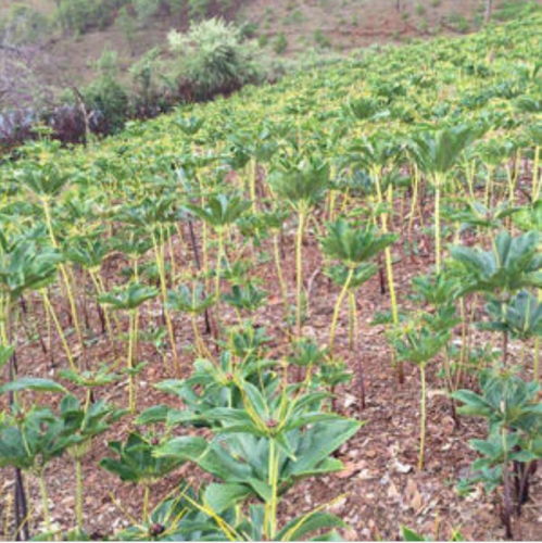 60%的重楼种植户因密度错误导致减产30%以上