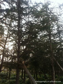 雪松树：适合住宅附近的绿色守护者