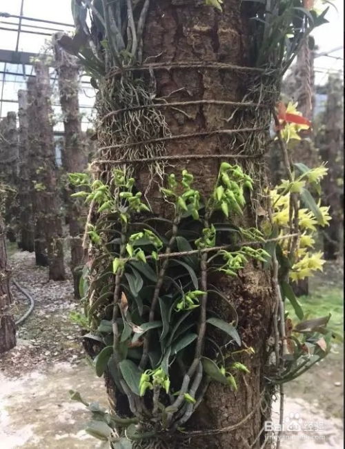 鲜石斛种植攻略，石斛食用秘籍，养花达人必备！