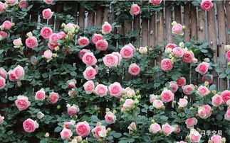 月季的种植地点