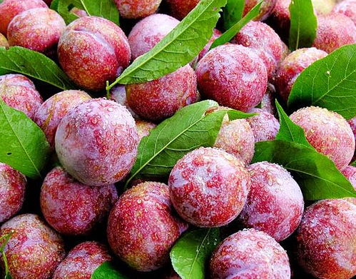 三华李病虫害防治，得从哪里下手呢？