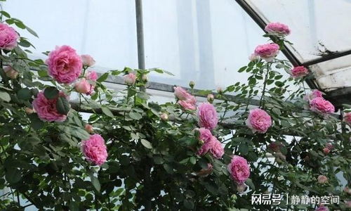 攀藤月季，你的花园新伙伴