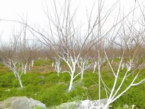 果树涂白最佳季节是秋季或冬季，什么时候涂白最合适？