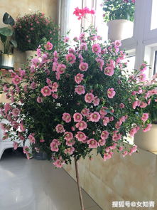 适合盆栽的木本花卉推荐