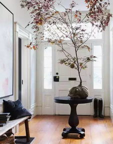 鹅掌树的摆放位置