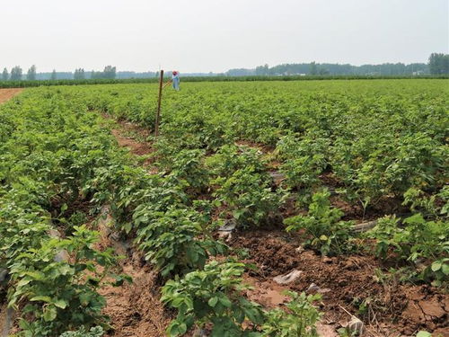 衡阳茶油树种植秘诀：掌握行距与株距，提高产量与品质！