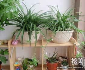 吊兰，绿色净化器