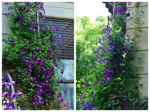 卷须藤，攀爬速度惊人